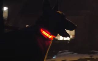 Le collier lumineux pour chien une idée lumineuse !
