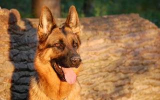 Comment réussir une belle photo de son berger allemand : Guide pratique