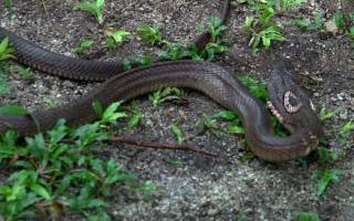 Un berger allemand découvre un cobra caché derrière un massif de fleurs