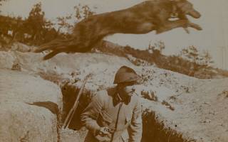 Animaux de la Première Guerre mondiale : des millions ont servi, des millions sont morts