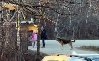 Le gardien du bus scolaire : l’adorable routine d’un Berger Allemand