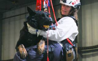 Flint, un Berger Allemand récompensé par l’AKC pour son courage