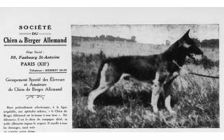 Quand la SCBA promouvait le Berger Allemand en 1929
