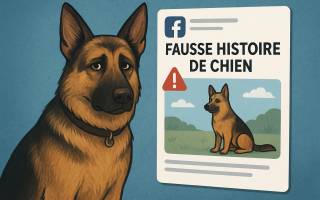 L’IA invente des chiens héros : la nouvelle arnaque virale des réseaux sociaux