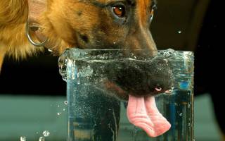 PFAS : un danger invisible dans l’eau de nos chiens