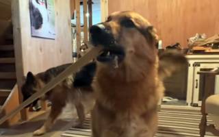 Buck, le Berger Allemand qui prend sa mission très à cœur