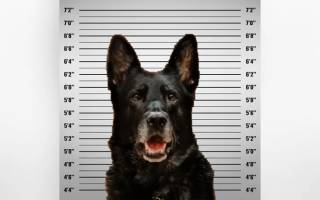 Ice, le chien flic le plus drôle du Michigan