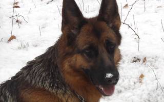 Automne, hiver : le Berger Allemand n’attend pas le soleil !