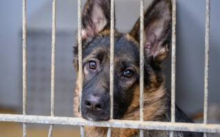 2025 : la fidélité des bergers allemands toujours trahie