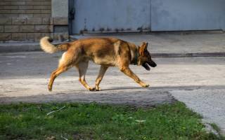 Chiens en divagation : une fausse liberté aux conséquences bien réelles