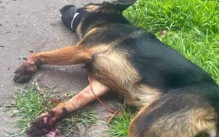 Dakota : sa dernière course pour échapper à ses bourreaux