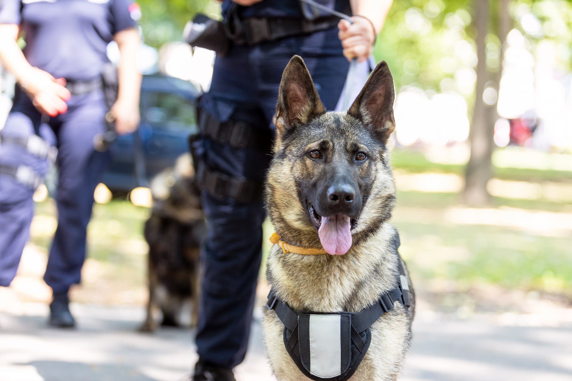 14 juillet : hommage aux chiens qui protègent et sauvent des vies