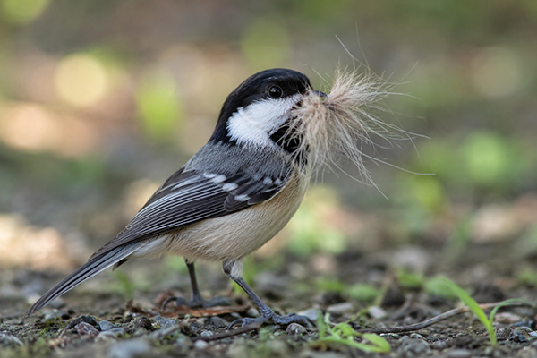 Un petit oiseau vient prélever les poils d’un berger allemand âgé pour construire son nid. Cette scène touchante, filmée peu avant la disparition du chien Idol, a dépassé les 24 millions de vues.