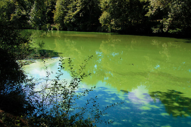 Cyanobactéries un danger mortel
