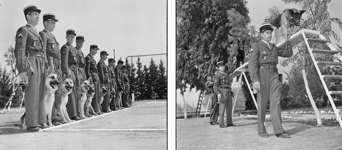 Chenil Beni Messous 1960