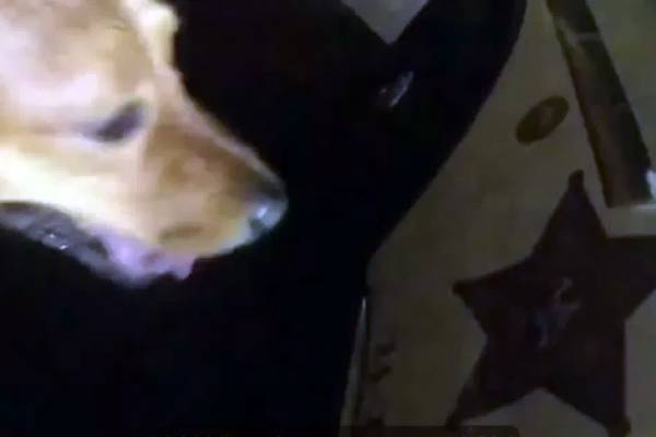 En Floride un chien guide la police jusqu'à sa maîtresse blessée