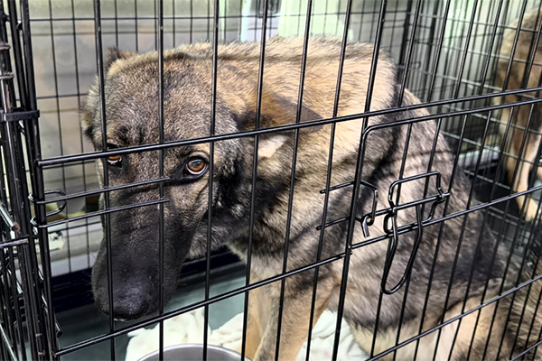 Justice pour Kerra : Le démantèlement d’un élevage de l’horreur au Texas