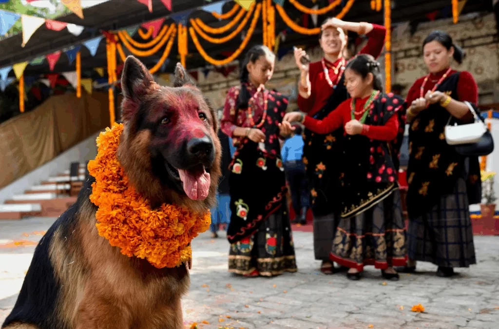 Kukur Tihar : Le jour où les chiens sont rois et divinités au Népal