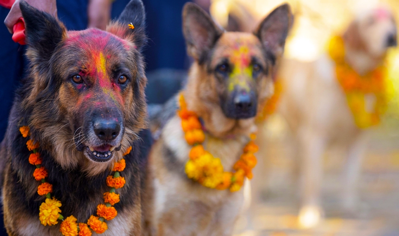 Kukur Tihar : Le jour où les chiens sont rois et divinités au Népal