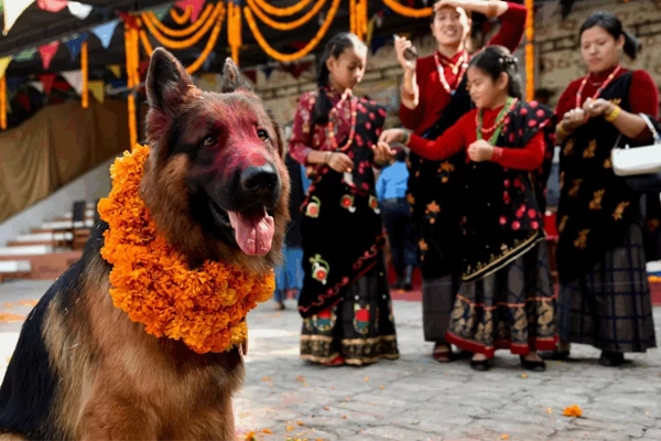 Kukur Tihar : Le jour où les chiens sont rois et divinités au Népal