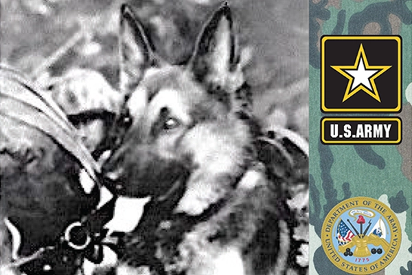 Une urne oubliée pendant 75 ans révèle l’histoire d’un chien de guerre