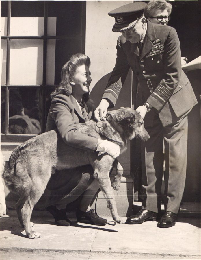 Para dog Brian Bing receives his PDSA Dickin Medal accompanied by his owner Mrs Betty Fetch