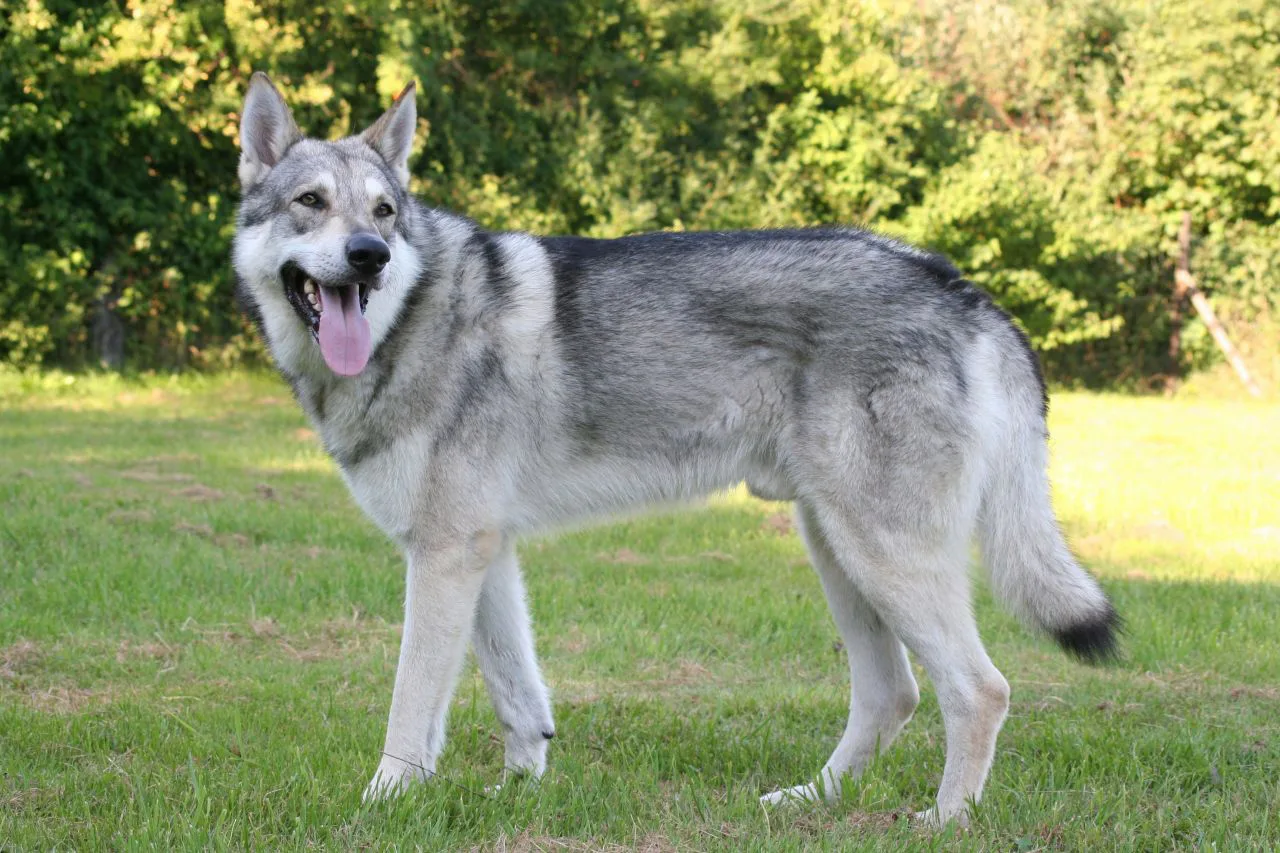 Saarloos Wolfdog chien