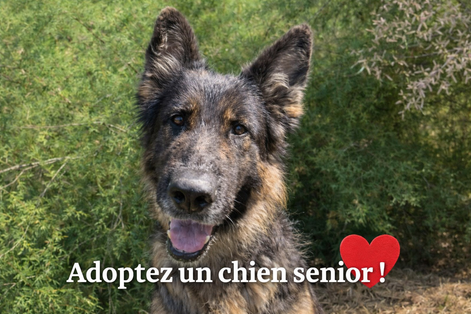 Adopter un chien âgé : pourquoi choisir un chien senior est une belle décision