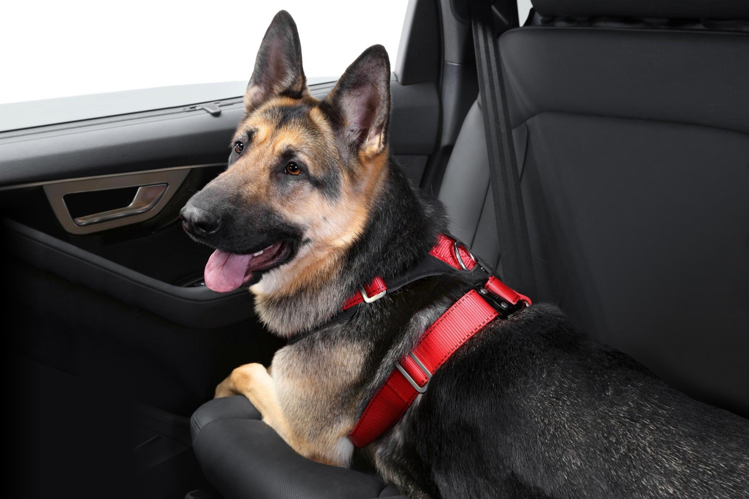 Chien berger allemand sur la banquette arrière de la voiture attaché avec un harnais spécial de sécurité