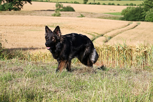 Altdeutscher Schaferhund ou Berger Allemand ?