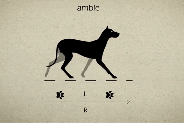 L’amble chez le Berger Allemand : ce déplacement atypique dit-il quelque chose ?