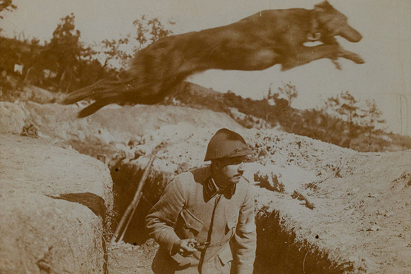 Animaux de la Première Guerre mondiale : des millions ont servi, des millions sont morts