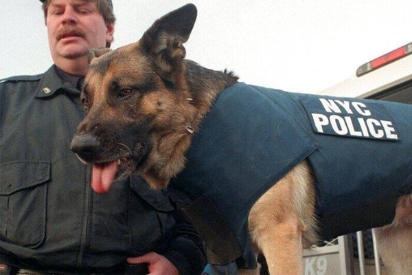 Apollo, le berger allemand du NYPD honoré pour sa bravoure à Ground Zero