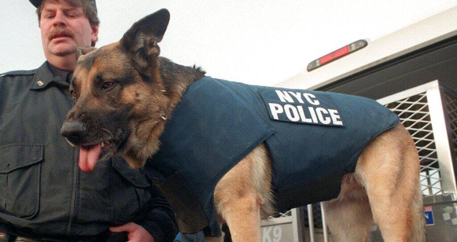 Apollo, le berger allemand du NYPD honoré pour sa bravoure à Ground Zero