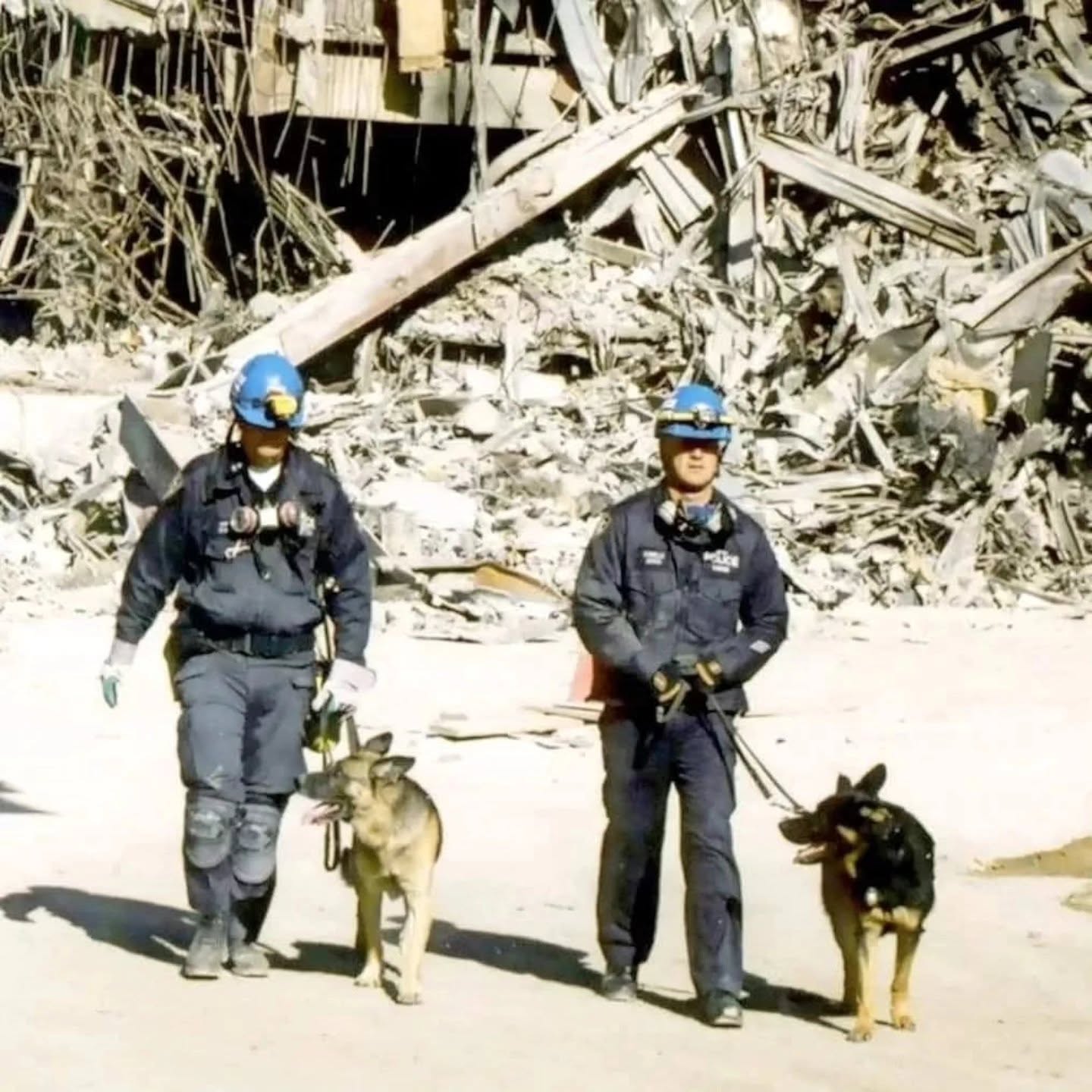 Les chiens héros du 11 septembre 2001 : leur courage à Ground Zero