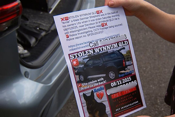 Arnie, le Berger Allemand volé avec la voiture de sa famille