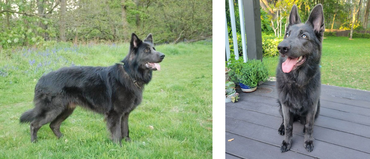 BERGER ALLEMAND DE COULEUR BLEU - STANDARD AKC Blue