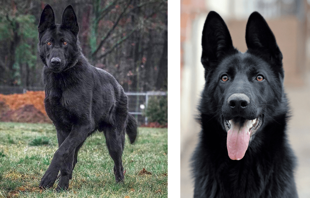 BERGER ALLEMAND DE COULEUR NOIR - STANDARD AKC Black