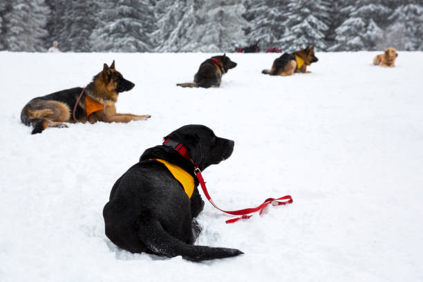 article chien avalanche 02
