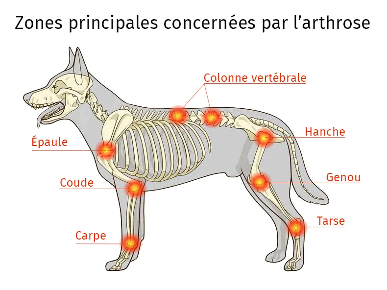 schéma articulations arthrose chien