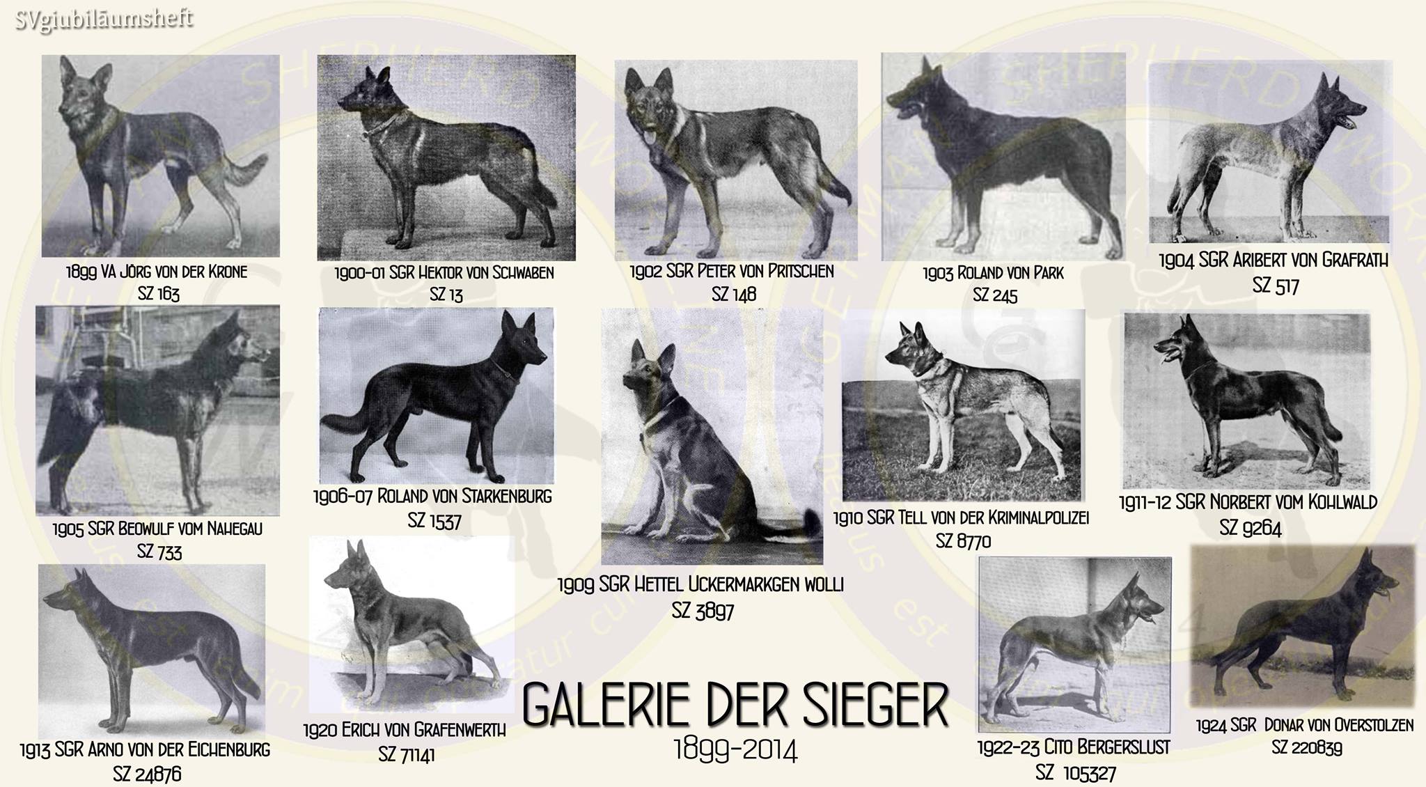 Galerie photos des champions Berger Allemand 1899-1924