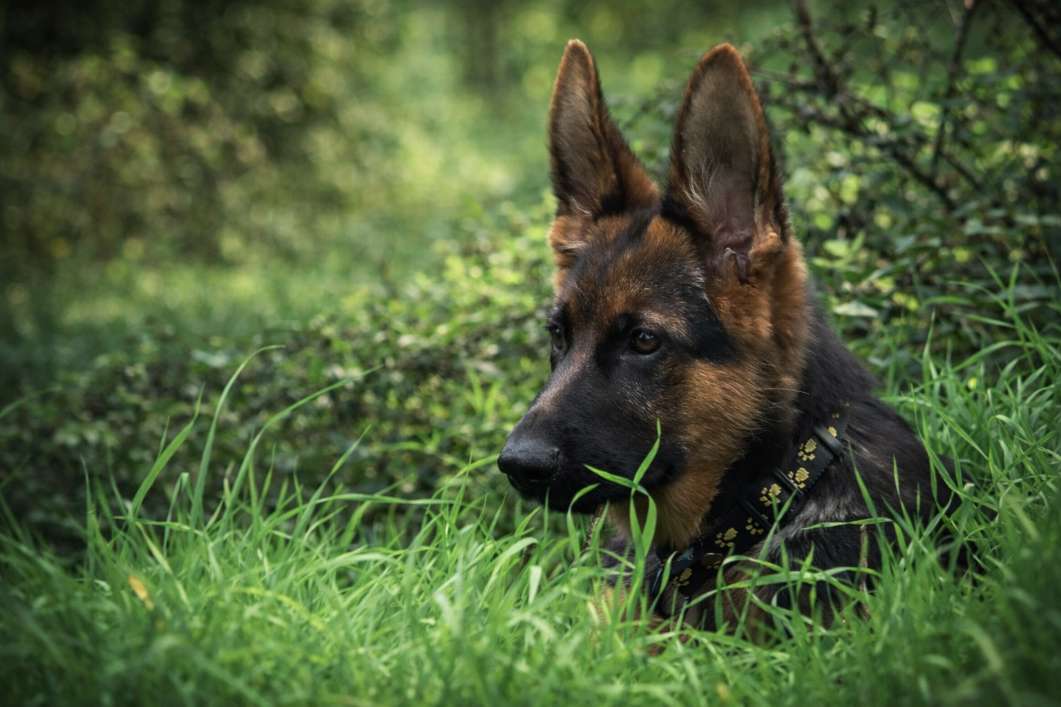 bahia chiot berger allemand 2007 vincennes