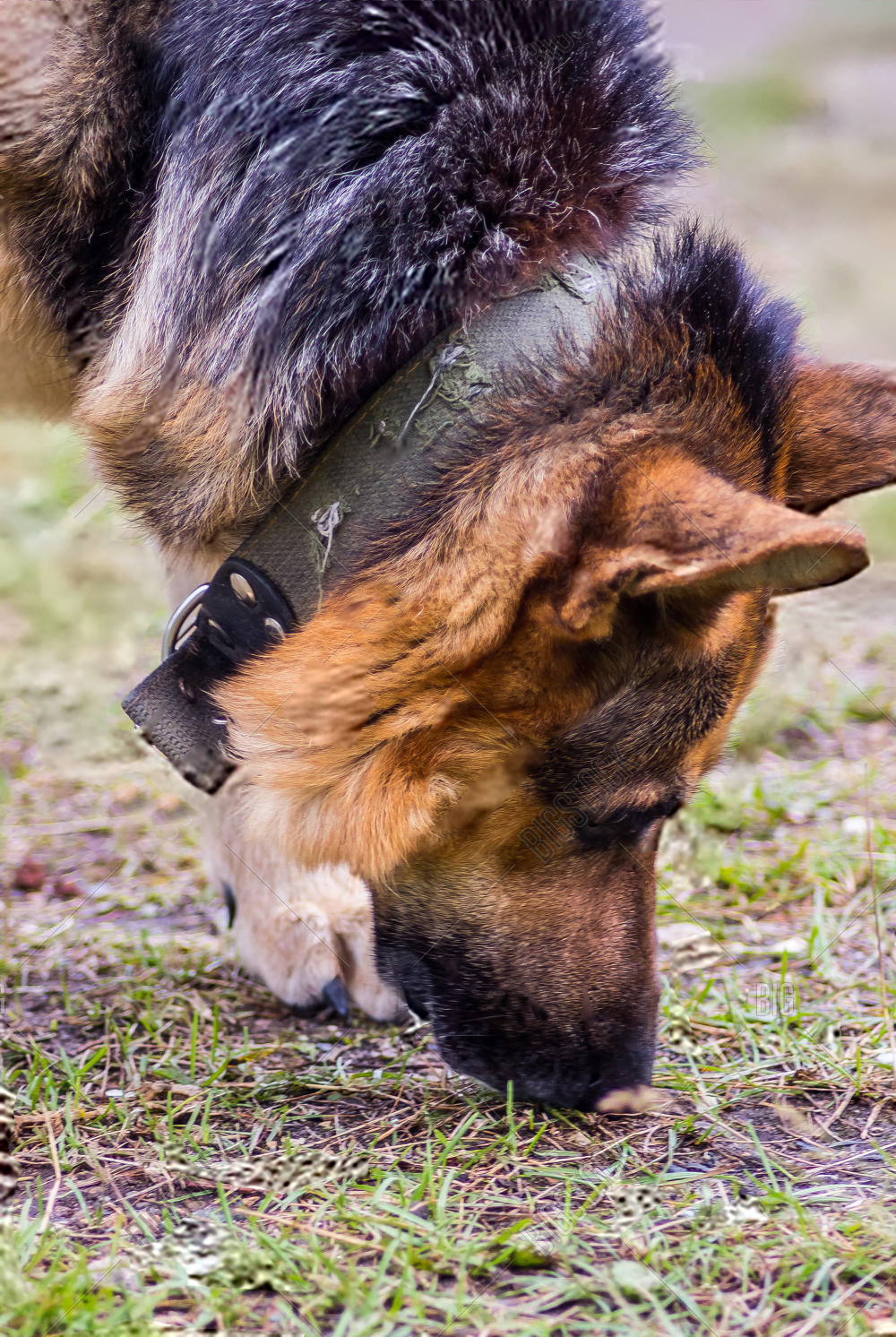 balade sensorielle chien 2