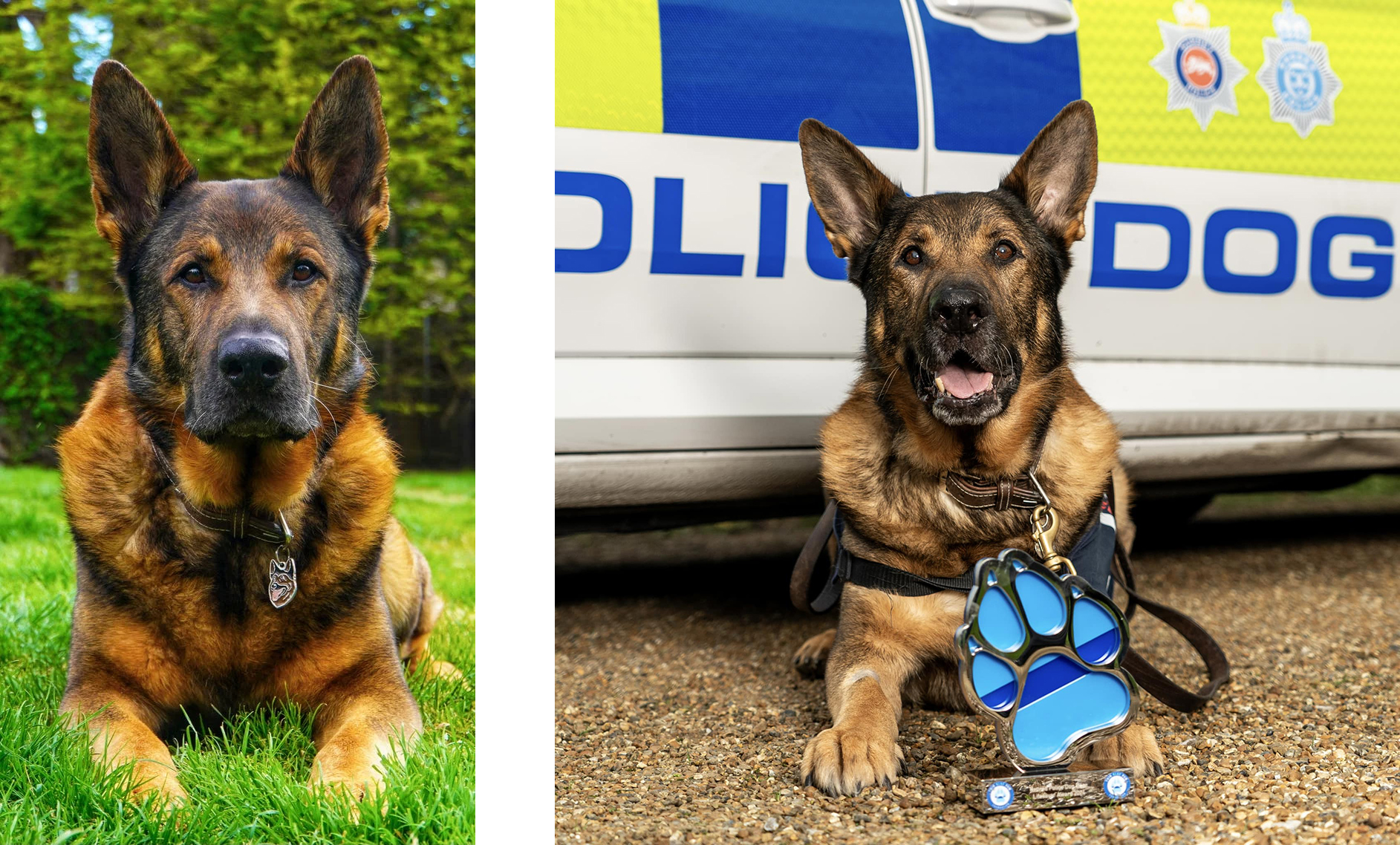 bear chien policier retraite