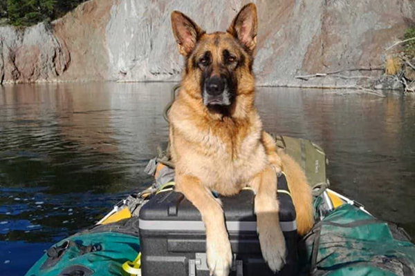 Un Berger Allemand retrouvé et réuni avec son maitre après une chute près de la rivière Mohaka en Nouvelle-Zélande.