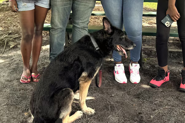 Une famille retrouve son Berger Allemand perdu depuis 6 ans