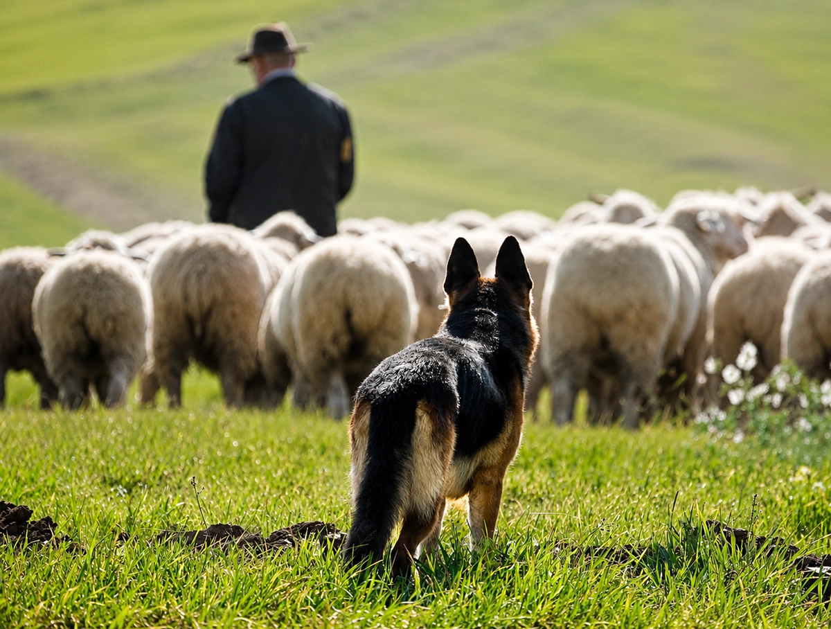 À l'origine, le Berger Allemand était un chien de troupeau.
