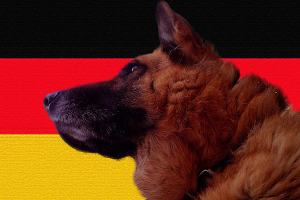 Berger Allemand : Reste-t-il le Roi des Chiens en Allemagne ?