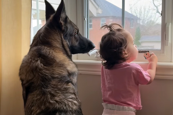 Quand un bébé donne une nouvelle mission à un Berger Allemand