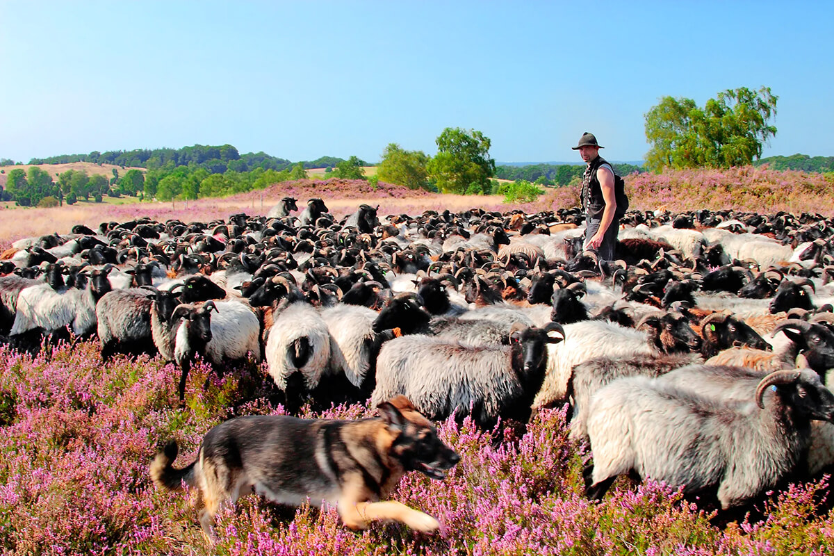 berger allemand chien de berger travail troupeau